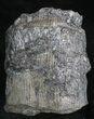 Fossil Calamites Trunk Section - West Virginia #28546-1